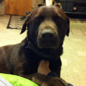 Meet your Posher, Logan